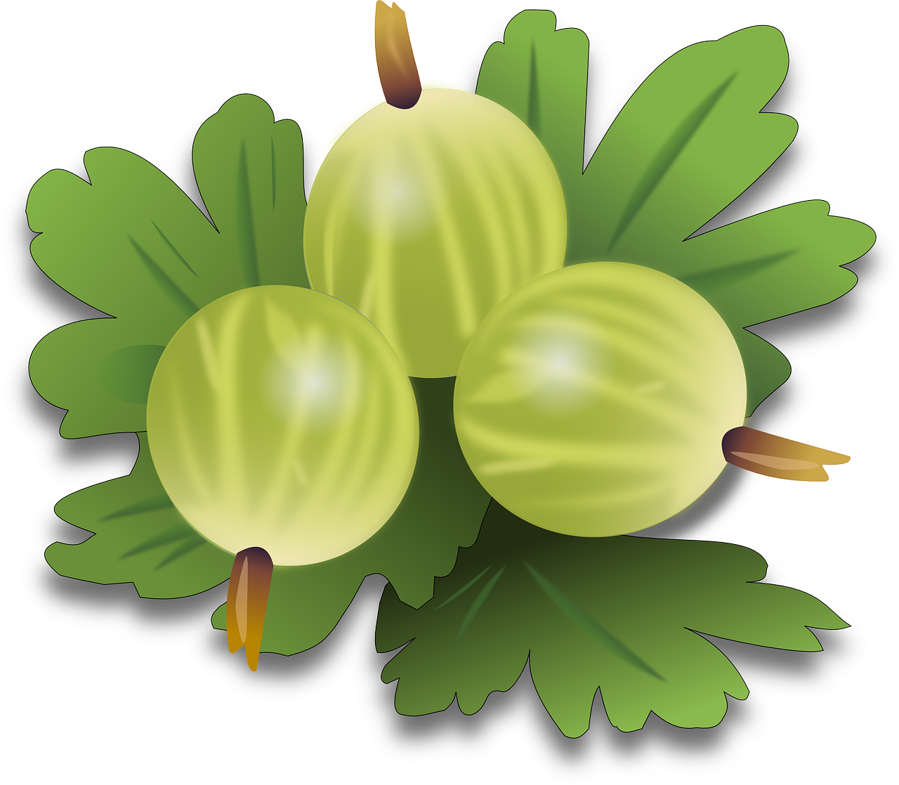 Clipart Png Related To Green Tea Leaf (600x525), Png Download