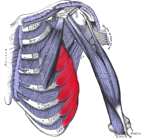 Rib Injuries As Well As Rib Pain Of An Unknown Origin - False Bones And Muscles Of The Arms, Chest And Hands: (502x487), Png Download