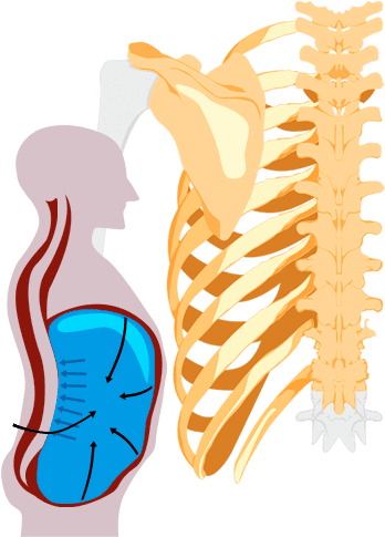 Anatomy Img - Illustration (355x497), Png Download
