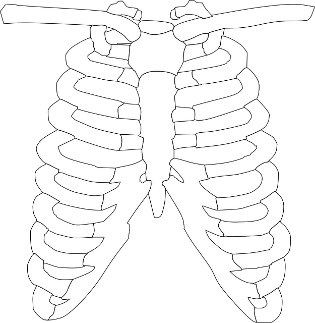 Rib Cage, Ribs, Bones, Human - Huesos Del Torax Para Colorear (625x640), Png Download