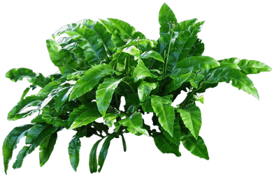Scientific Names Of Plants Animals And Flowers (400x400), Png Download