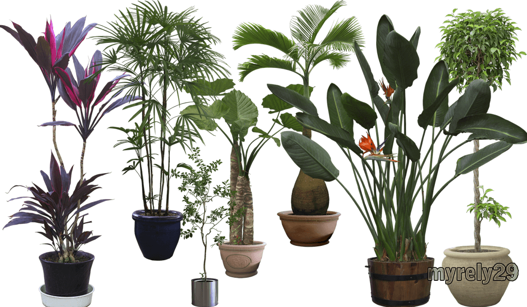 Plantaspost - Planta Png Fondo Transparente (1024x597), Png Download