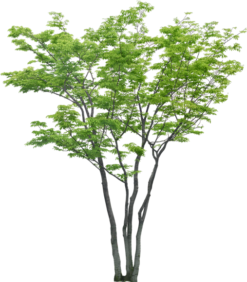 Arboles Png Photoshop - Arboles Psd Sin Fondo (538x597), Png Download