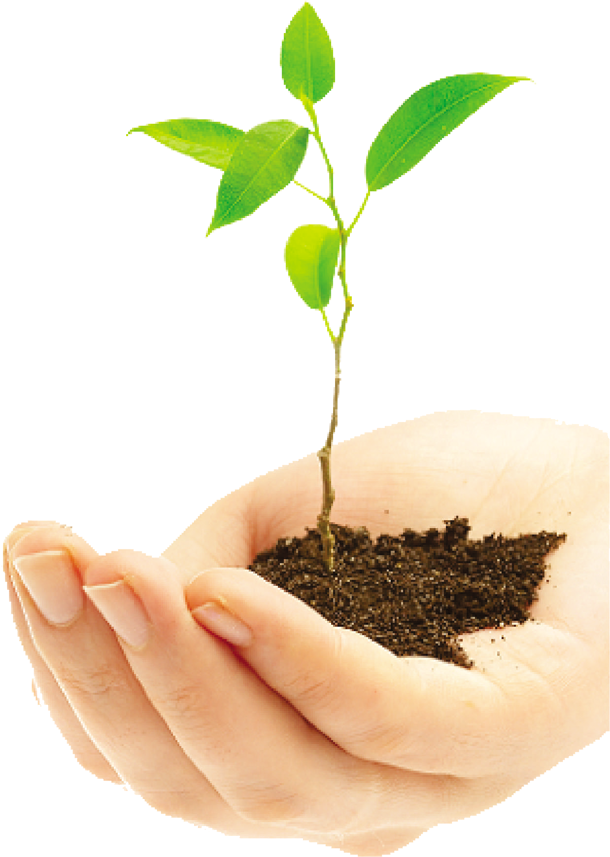 Plantas Png (1290x2014), Png Download