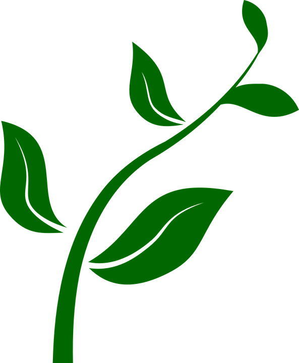 Plantas Desenho Png - Plant Clip Art Png (527x640), Png Download