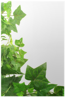 Ivy Leaf Border (400x400), Png Download