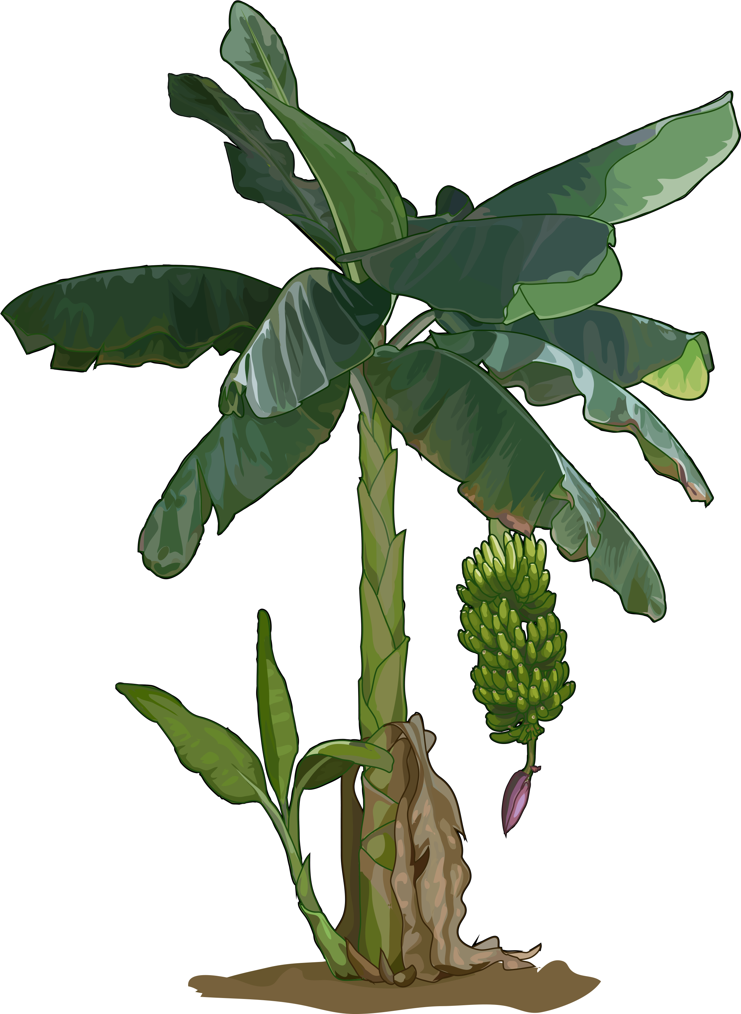 Archivo - Platanera - Platanera Png (2480x3508), Png Download