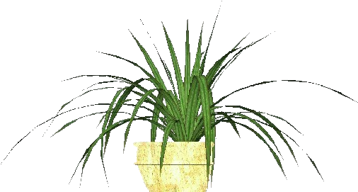 Plantas 3d - Falangio - Tillandsia Air Plant Png (750x527), Png Download