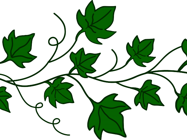 Border Clipart Ivy - Pumpkin Vine Clip Art (640x480), Png Download