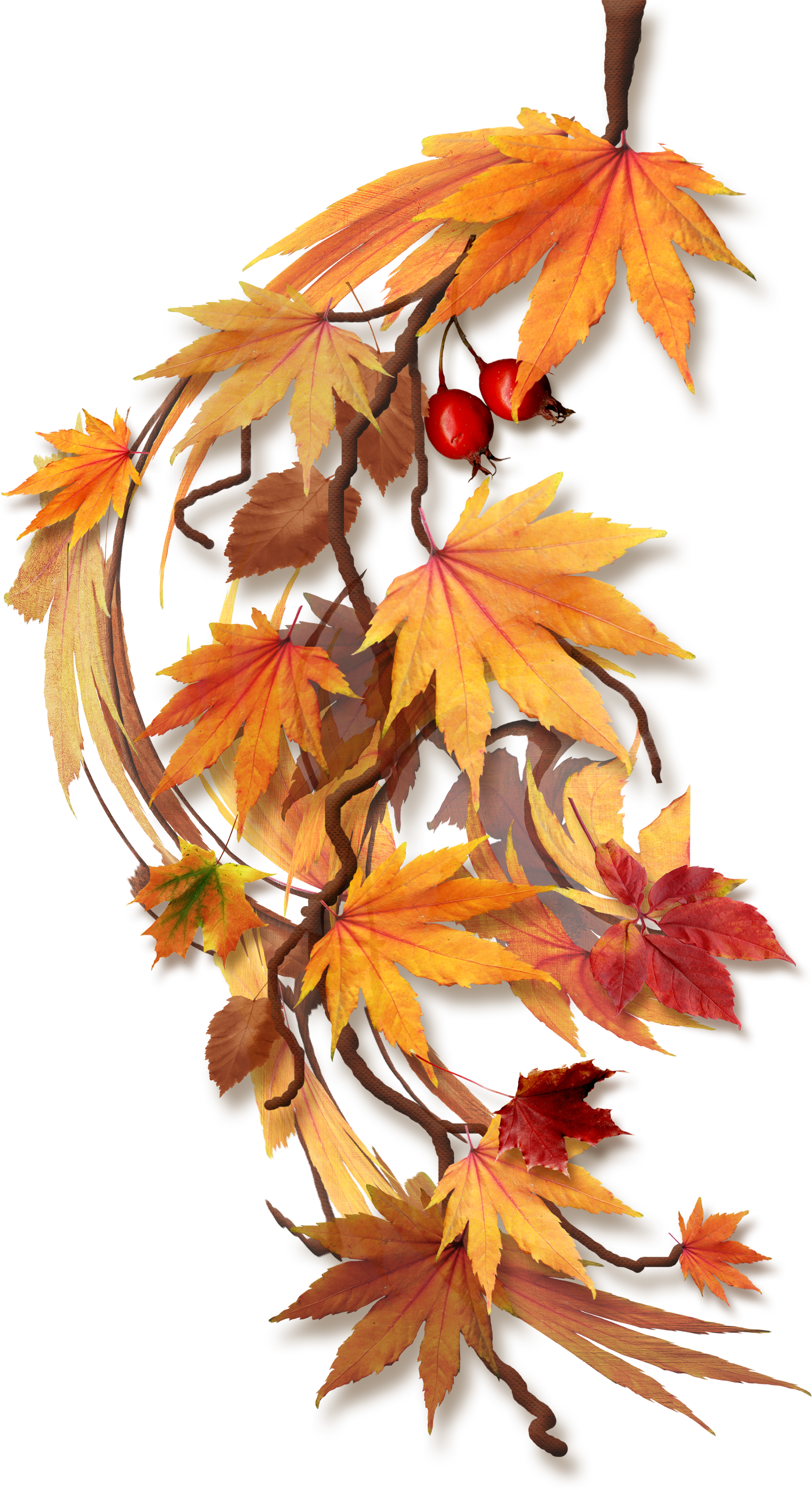 Trouvé Sur Http - Feuilles D Automne Png (272x500), Png Download