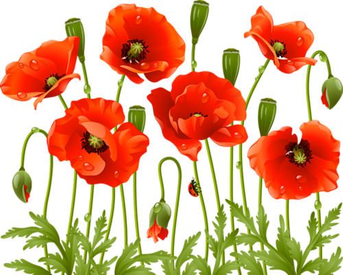 Poppy Flowers, Red Poppies, Spring Flowers, Large Flowers, - Red Poppy Flower Png (500x401), Png Download