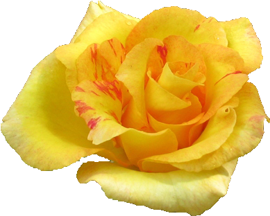 Yellow Rose Flower Png (500x375), Png Download