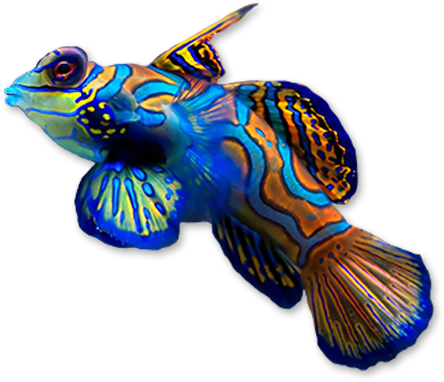 Marine Life - Coral Reef Fish Png (444x382), Png Download