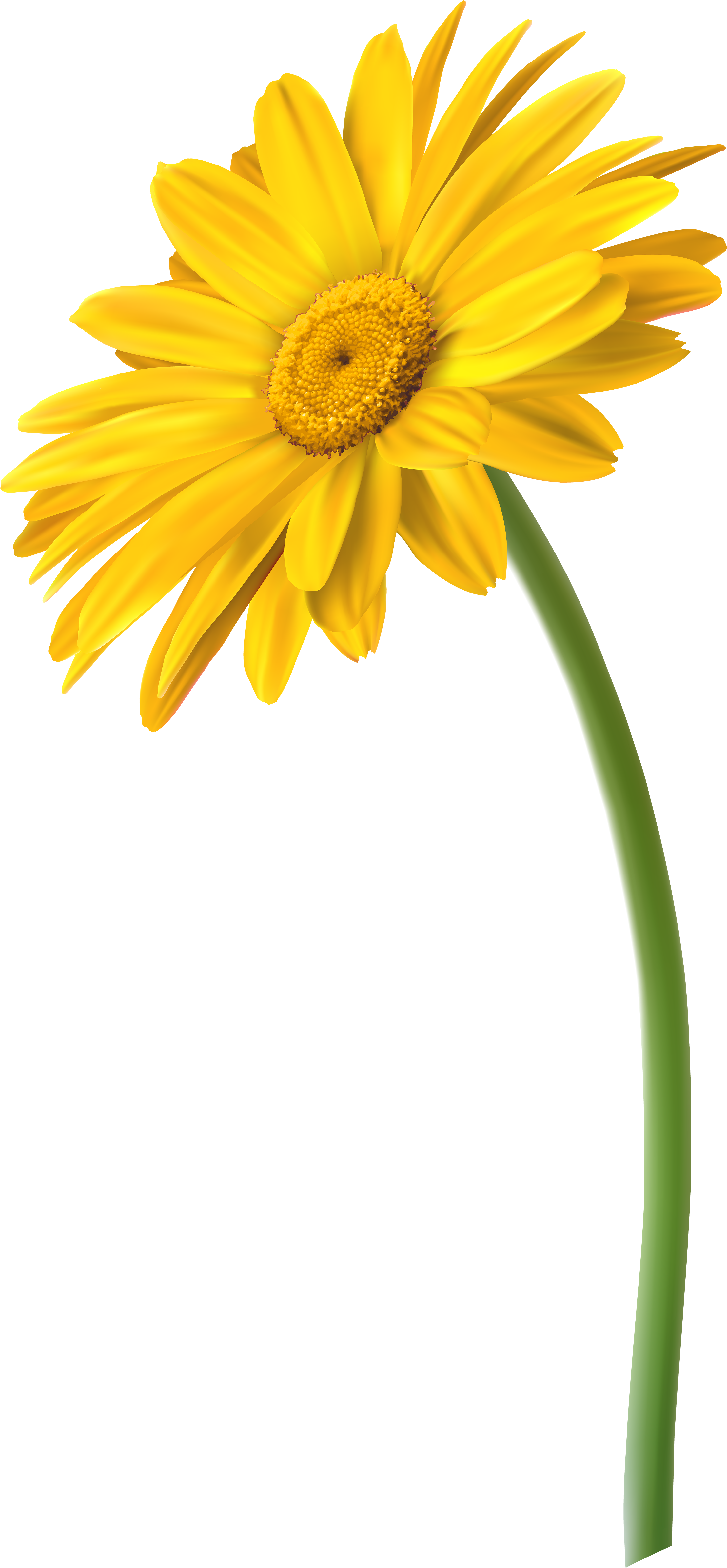 Yellow Gerbera Flower Png Clip Art Image (3875x8000), Png Download