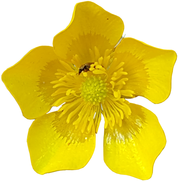 Download Buttercup Flower With Insects No Background Plants Yellow Flowers On Transparent Background Full Size Png Image Pngkit