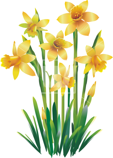 Yellow Jonquils Png - Transparent Clip Art Png Only Images Of Yellow Daffodils (394x550), Png Download