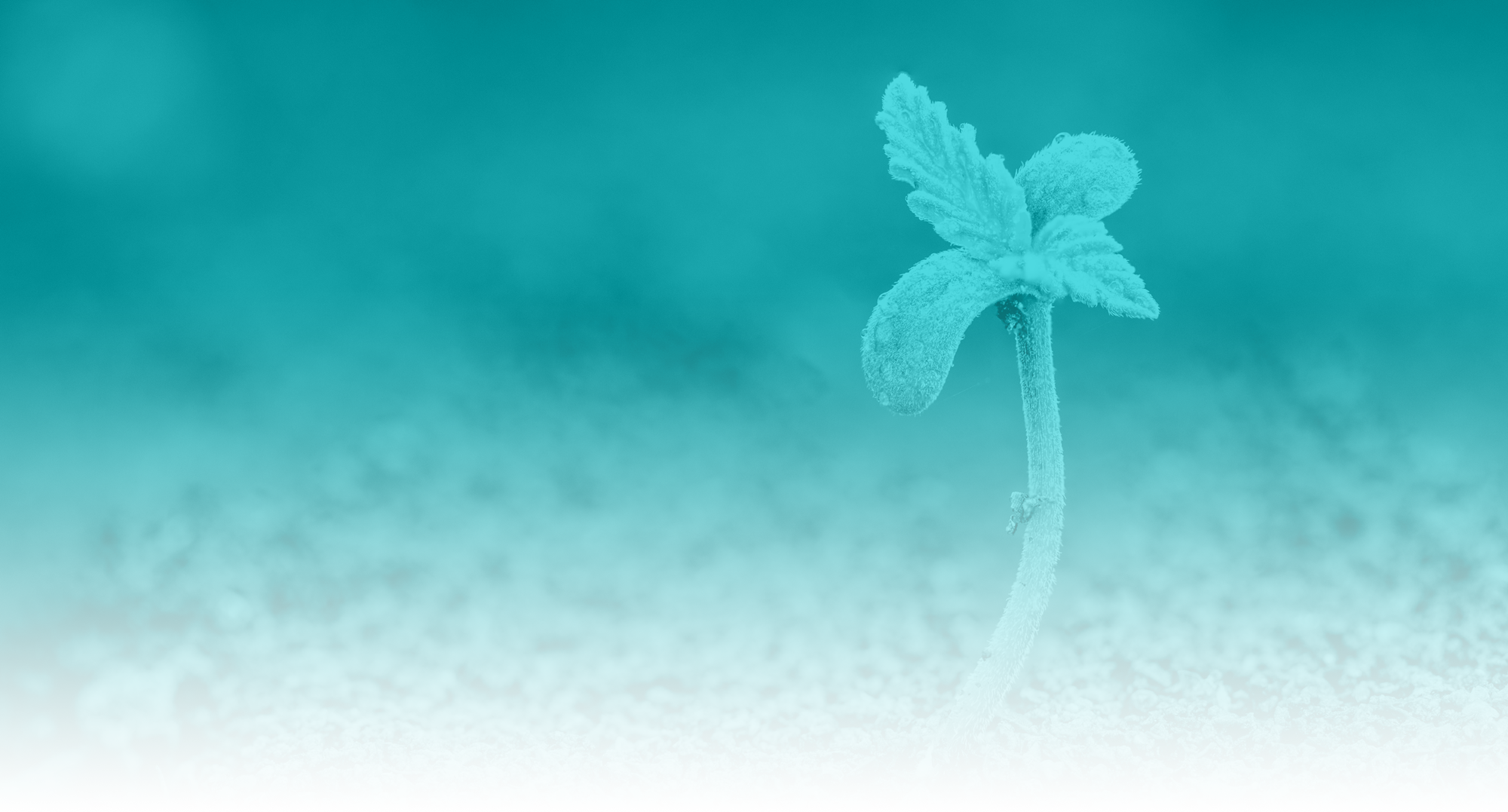 Macro Photography (2000x1077), Png Download