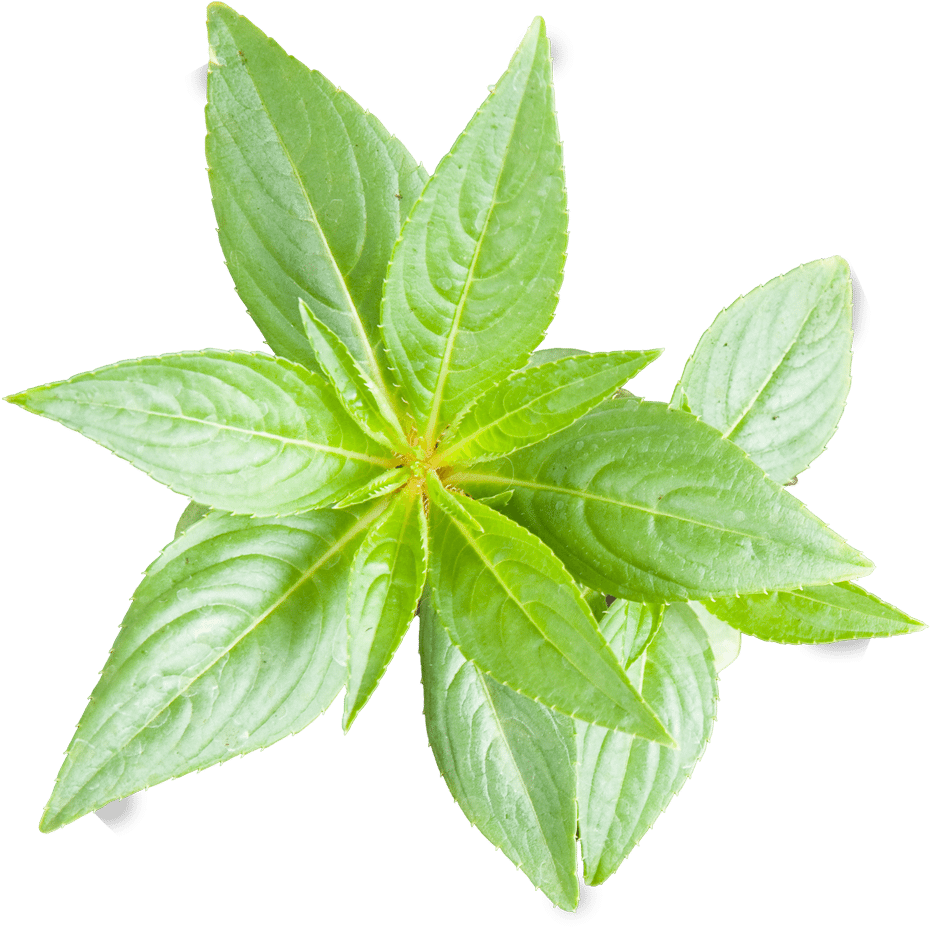 Peace Naturals Project Cannabis Plant Growth Stages - Liquidambar Orientalis Leaf (990x1000), Png Download