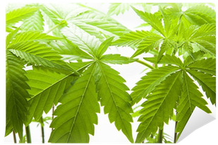 Cannabis (400x400), Png Download