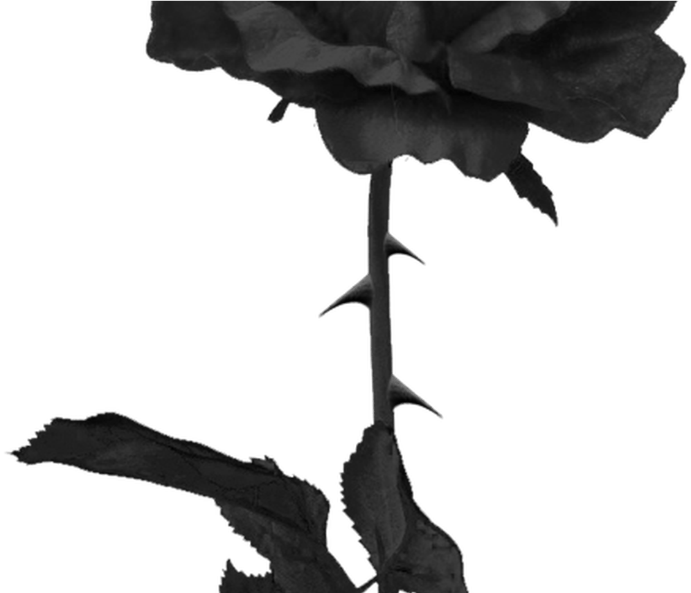 Tumblr Roseblackrose Black Grunge Edgy - Rose With Thorns Png (1368x855), Png Download