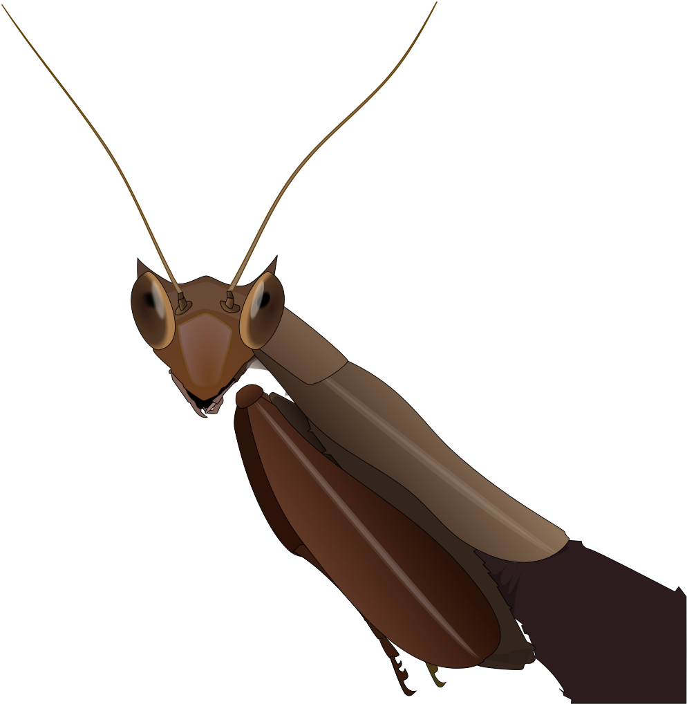South American Box Mantis - Dead Leaf Mantis (1026x1024), Png Download