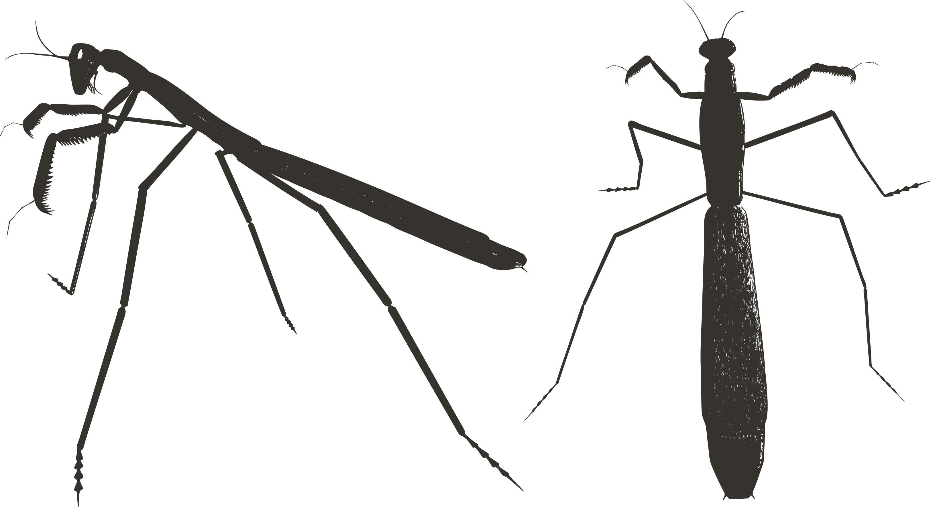 Mantis Png Pic - Praying Mantis (3250x1770), Png Download