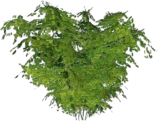 Matojos 3d - Arbusto - Trees With No Background (750x527), Png Download