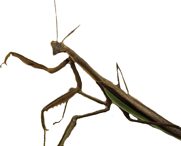 Insect Art Transprent Png Free Download Invertebrate - Mantis Insecto (640x480), Png Download