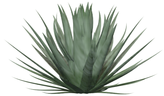 Anterior Siguiente - Yucca Faxoniana (604x581), Png Download