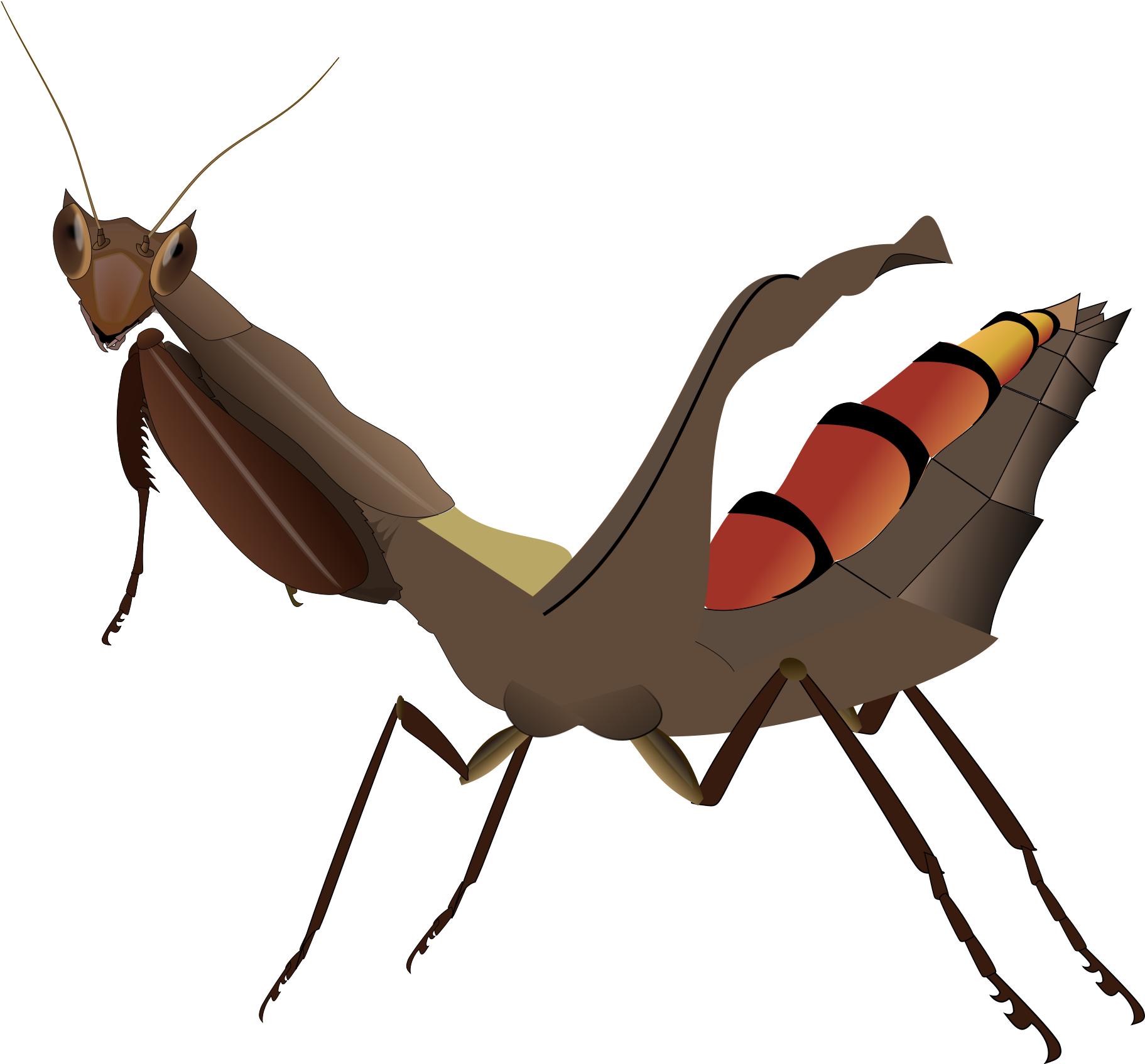 Open - Acanthops Falcataria (2000x1739), Png Download