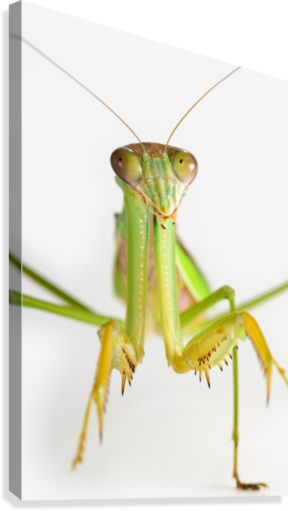 Praying Mantis On White Background - Praying Mantis On White Backgroundst Albert Alberta (288x511), Png Download