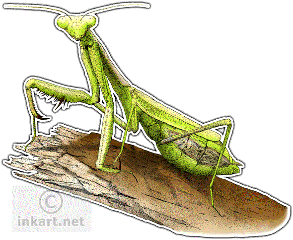 California Praying Mantis - Praying Mantis Dark Art (590x483), Png Download