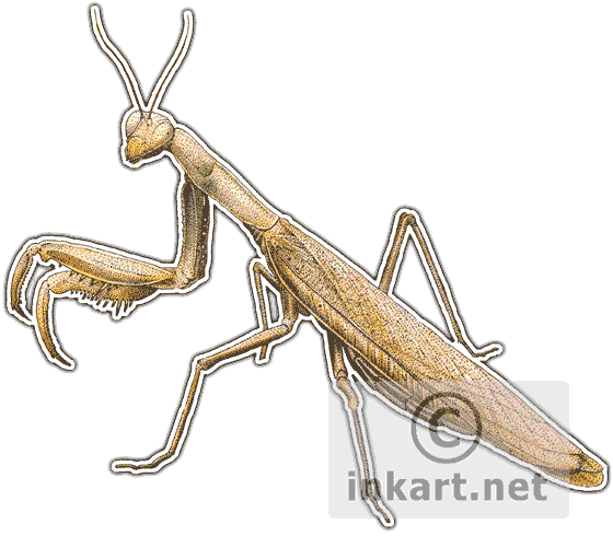 Praying Mantis Decal - Art (560x490), Png Download