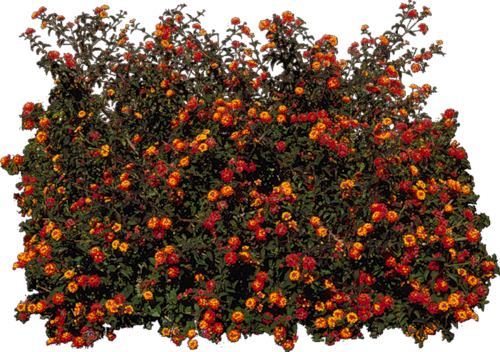 Zielono I Wiosennie - Arbusto Lantana Png (500x352), Png Download