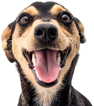 Doe Quanto Puder - Dog (359x395), Png Download