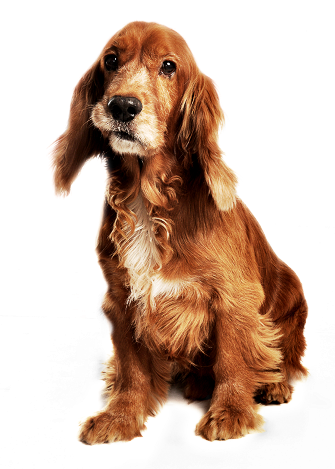 Png - Cachorros - Cachorro (335x469), Png Download