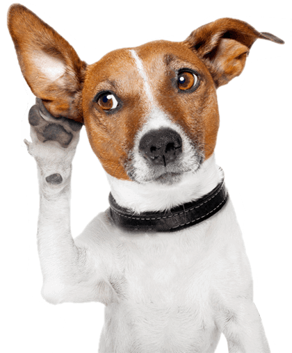 Ambientes Fechados - Wahl Easy Ear Cleaner - 500 Ml (424x605), Png Download