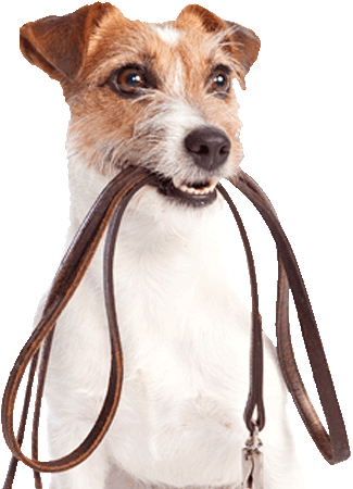 Você Tem O Hábito De Levar O Seu Melhor Amigo Para - Cute Dog On Lead (325x450), Png Download