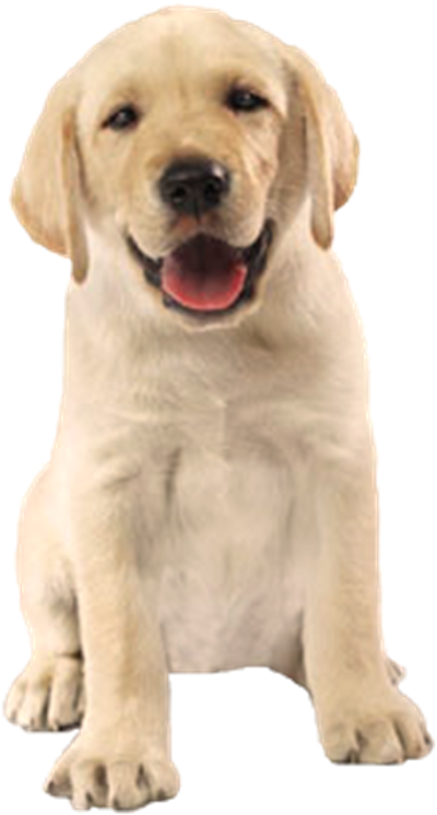 Imagem De Cachorro Sem Fundo (439x800), Png Download