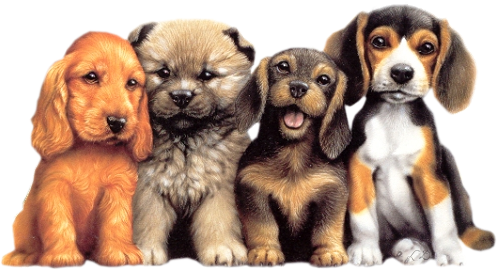 Cães Mais Velhos Toleram Filhotes, E Às Vezes Podem - Hello Glitter (497x271), Png Download