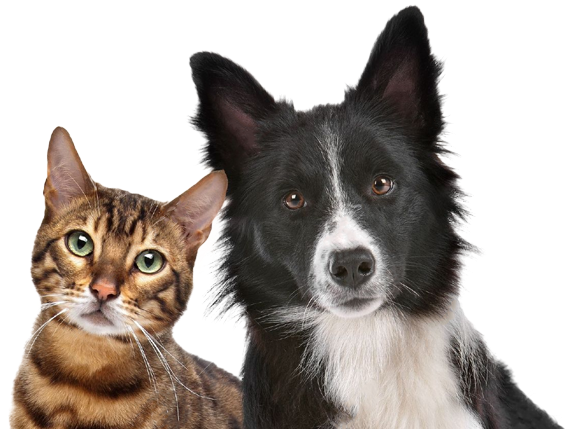 Dog And Cat Stock (582x440), Png Download