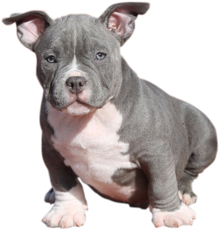 Download Cachorro American Bully Cachorro Png Full Size Png Image Pngkit