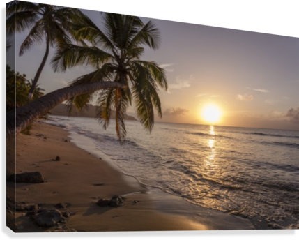 A Palm Tree Silhouette At Sunset - United States Virgin Islands (429x344), Png Download