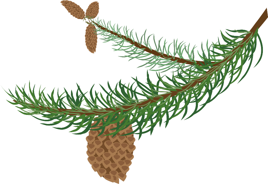 Clip Art Stock Collection Of Branch High Quality Free - Winter Tree Branch Clipart (800x550), Png Download