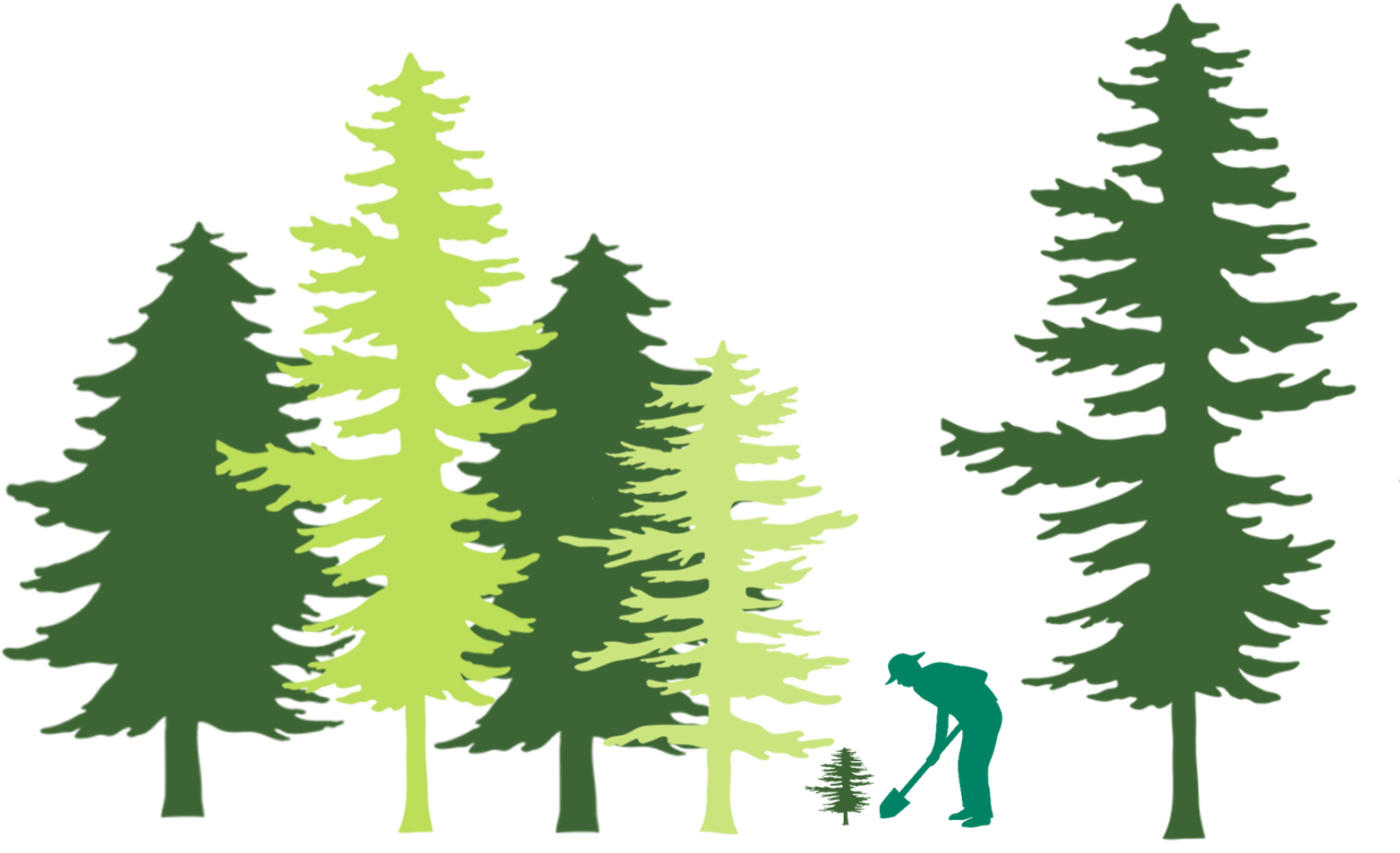 Tree Planting In Forest Illustration - United States Capitol (1687x1114), Png Download