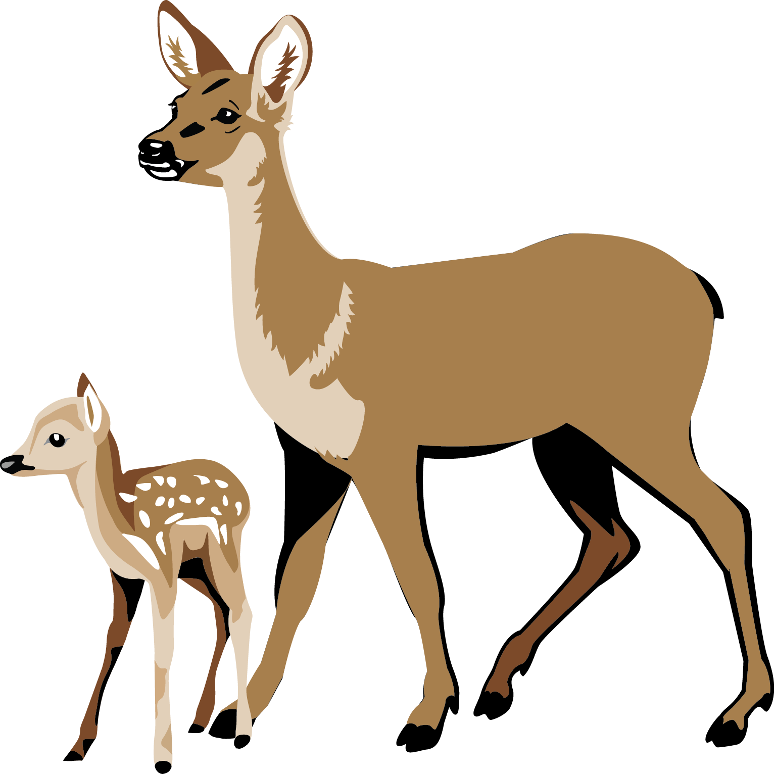 Fawn Pencil And In Color - White Tailed Deer Clipart (1532x1532), Png Download