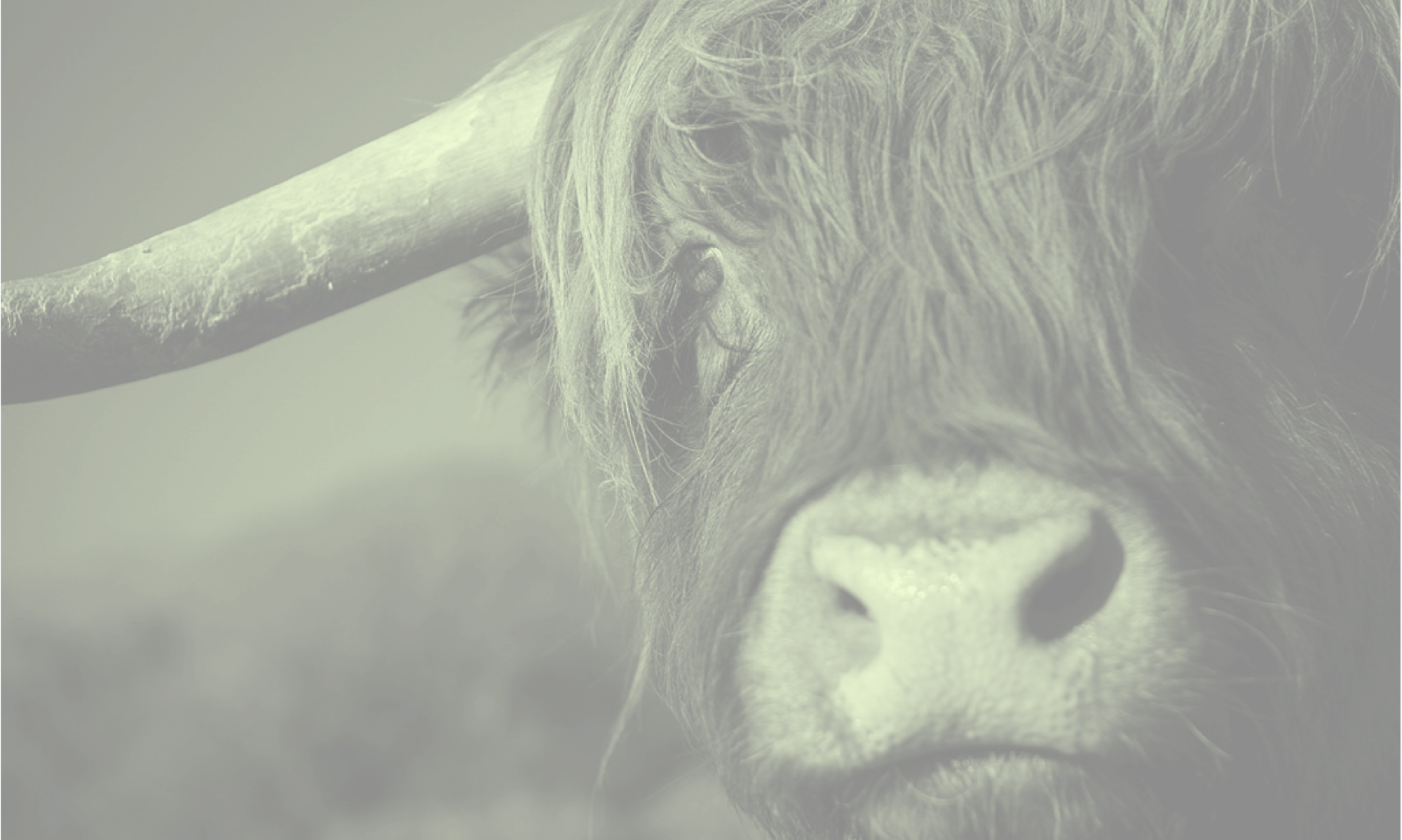 Smiling Cow - Bull (2000x1199), Png Download