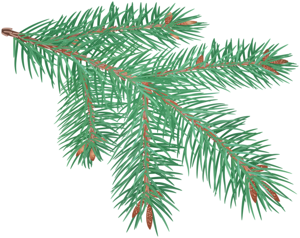 Pine Branch Clip Art Image - Clip Art (600x477), Png Download