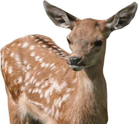 Variety Of Animals To See And Enjoy From Chickens And - Baby Fawn Png Transparent (454x411), Png Download