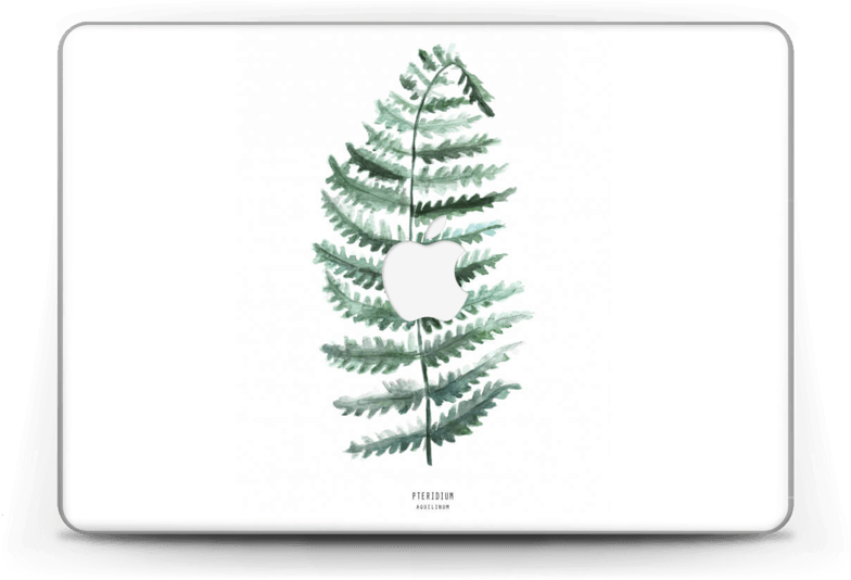 Pteridium Aquilinum - Bracken (800x560), Png Download